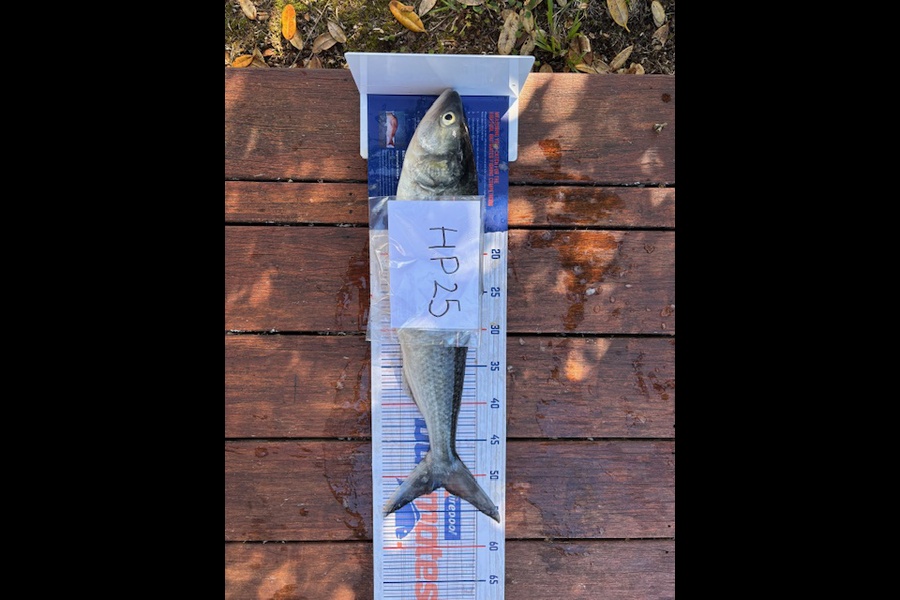 Natasha Woolford caught this 51.0cm Kahawai at Northland during The Export NZ Fishing Competition