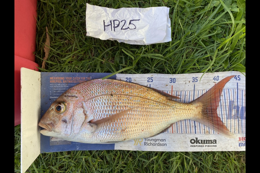 Peter Perez caught this 40.0cm Snapper at Auckland during The Export NZ Fishing Competition