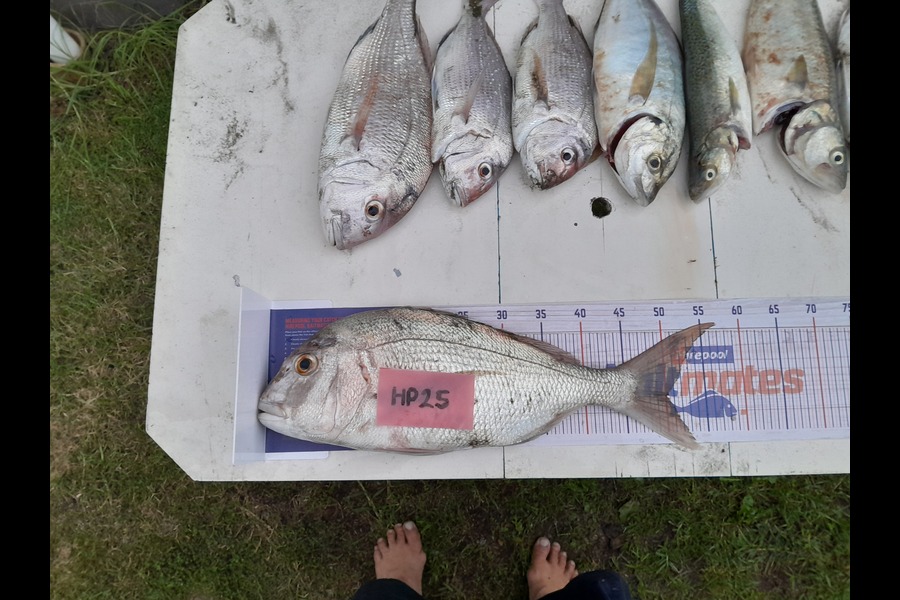 Martin  smith caught this 50.0cm Snapper at Bay of Plenty during The Export NZ Fishing Competition