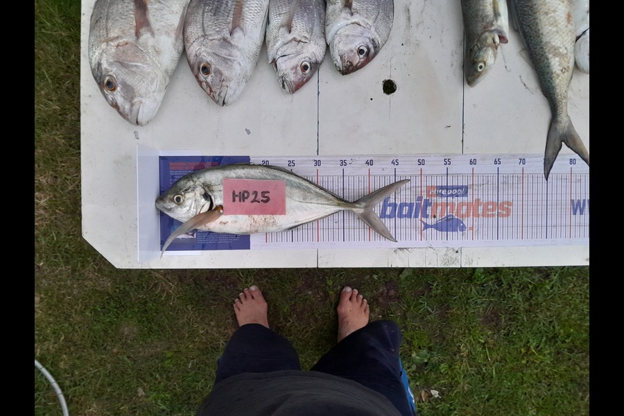 Martin  smith caught this 40.5cm Trevally at Bay of Plenty during The Export NZ Fishing Competition