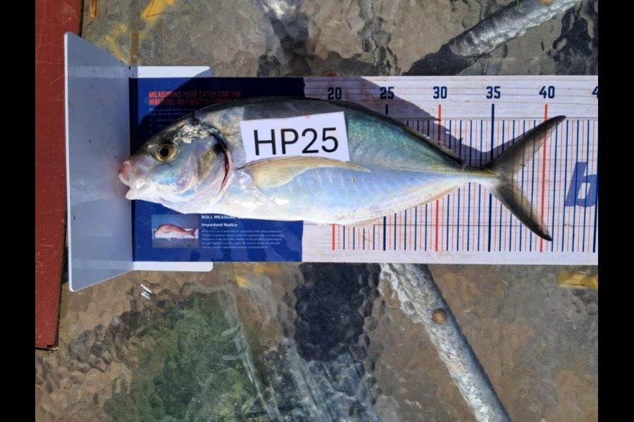 Adrian Madsen caught this 37.0cm Trevally at Bay of Plenty during The Export NZ Fishing Competition