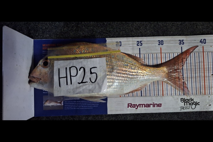 Trevor Hopson caught this 34.5cm Snapper at Bay of Plenty during The Export NZ Fishing Competition