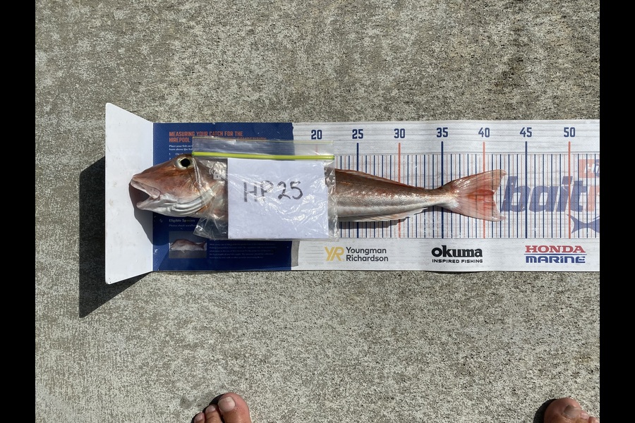 Steve Fraser caught this 41.0cm Gurnard at Taranaki during The Export NZ Fishing Competition