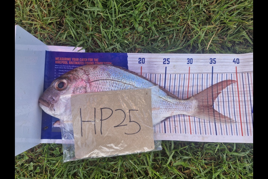 Craig Nelder caught this 34.5cm Snapper at Northland during The Export NZ Fishing Competition
