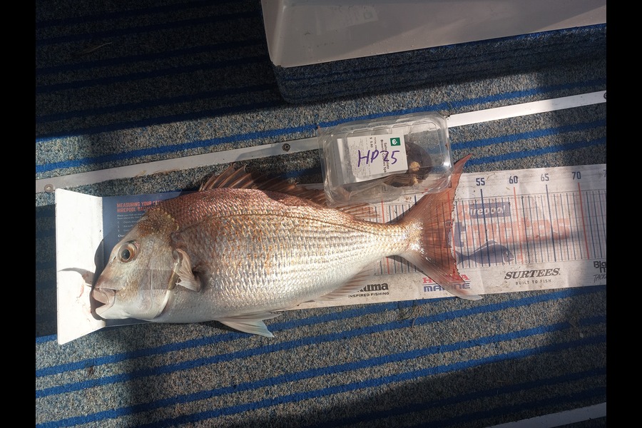 Jakob Silcock caught this 49.5cm Snapper at Auckland during The Export NZ Fishing Competition