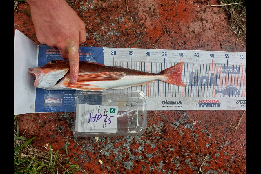 Jakob Silcock caught this 40.0cm Gurnard at Auckland during The Export NZ Fishing Competition