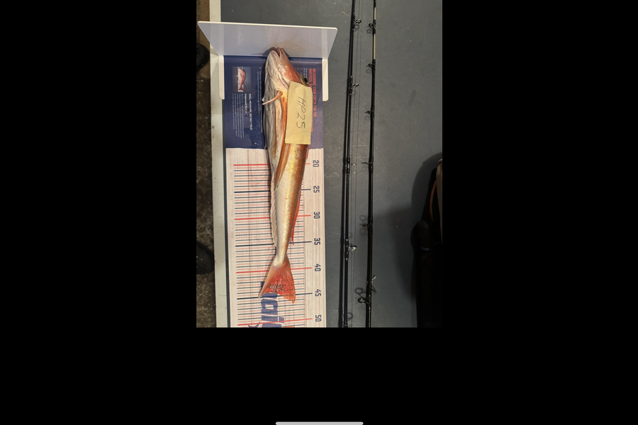 Bayley Betts caught this 44.0cm Gurnard at Taranaki during The Export NZ Fishing Competition