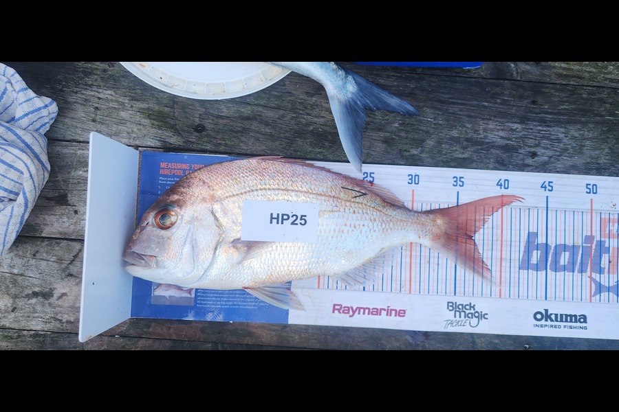 Simon Rookes caught this 36.5cm Snapper at Bay of Plenty during The Export NZ Fishing Competition