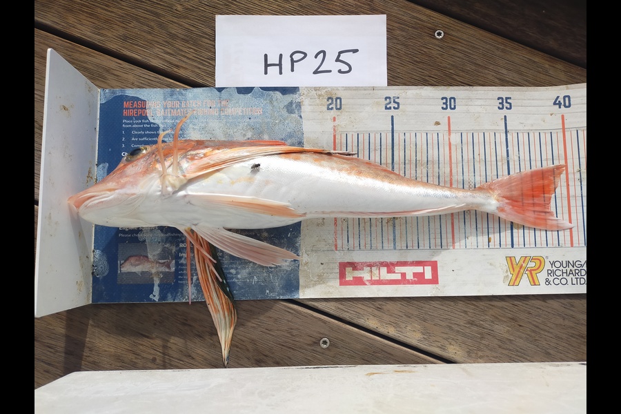 Laurence Knighton caught this 38.0cm Gurnard at Canterbury during The Export NZ Fishing Competition
