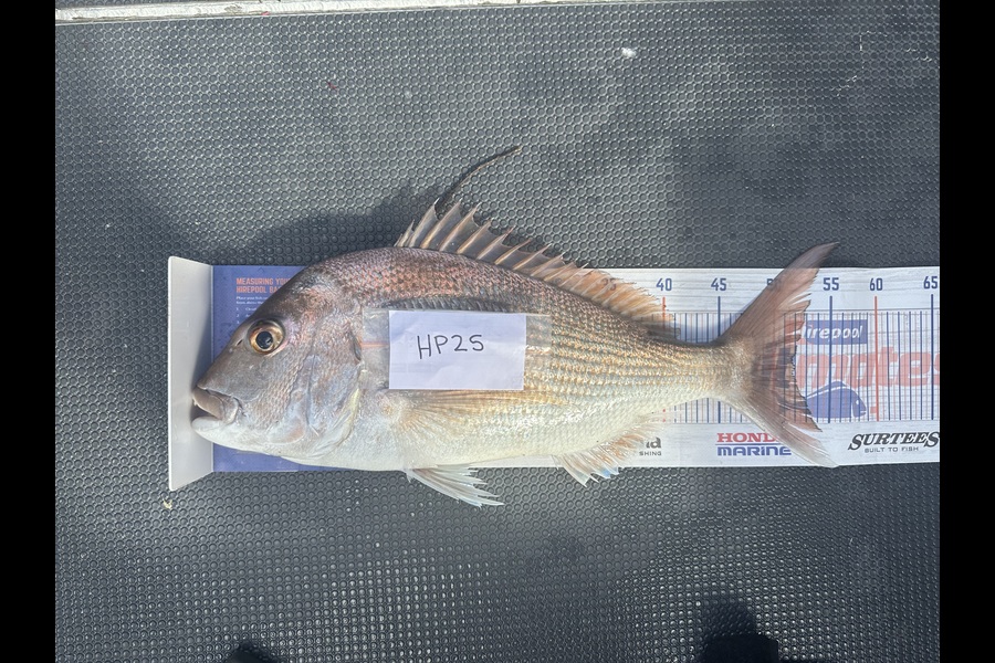 Shaun Kitching caught this 52.0cm Snapper at Northland during The Export NZ Fishing Competition