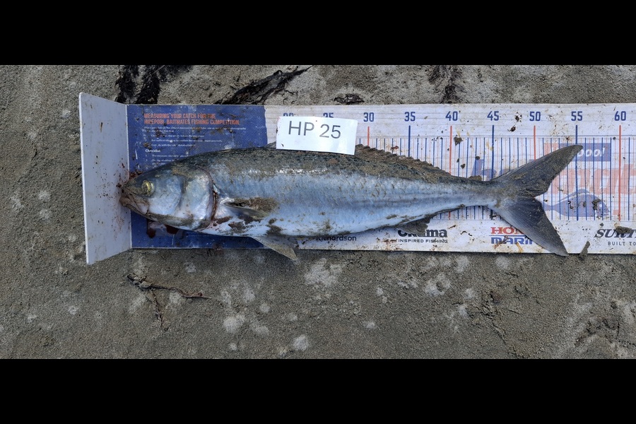 Jason Akuhata Brown caught this 50.0cm Kahawai at East Cape during The Export NZ Fishing Competition