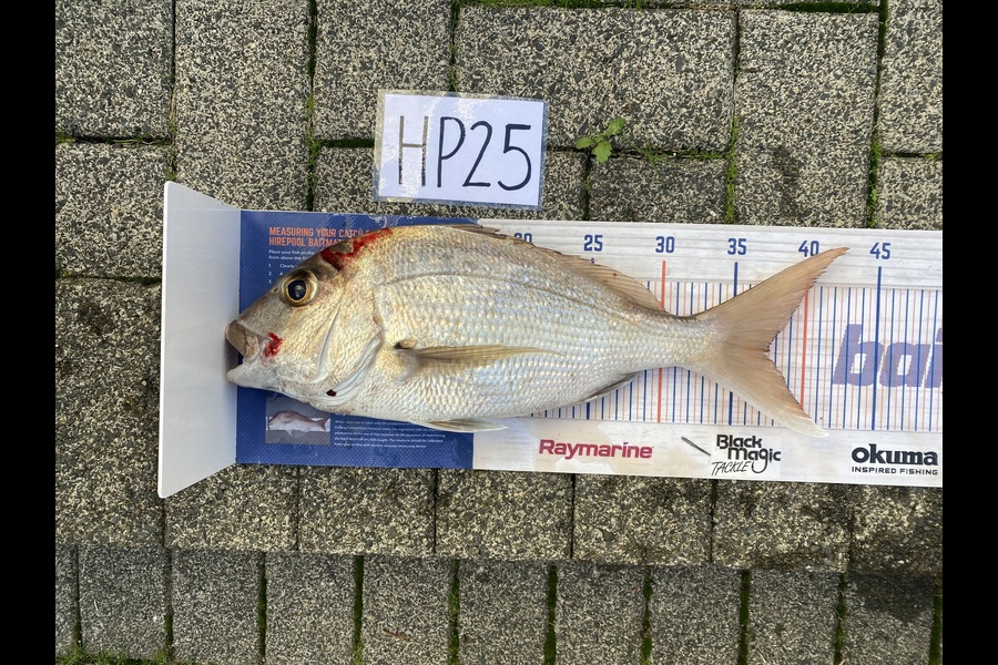 Joshua Hohaia caught this 37.5cm Snapper at Auckland during The Export NZ Fishing Competition