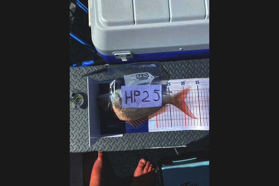 Fynn Ford caught this 30.0cm Snapper at Auckland during The Export NZ Fishing Competition