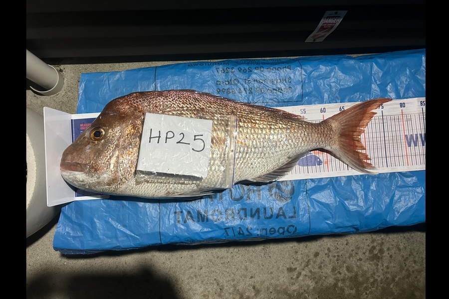 Gideon Marr caught this 69.0cm Snapper at Auckland during The Export NZ Fishing Competition