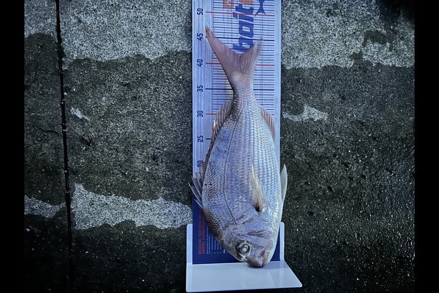 Andrew Mcarthur caught this 41.5cm Snapper at Wellington during The Export NZ Fishing Competition