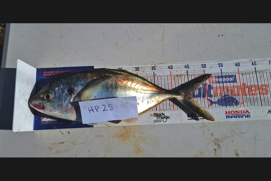 Zachary McCallum caught this 45.5cm Trevally at Manawatu during The Export NZ Fishing Competition
