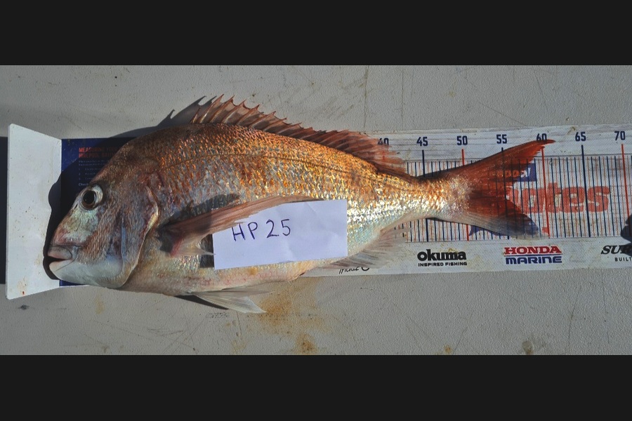 Zachary McCallum caught this 54.5cm Snapper at Manawatu during The Export NZ Fishing Competition
