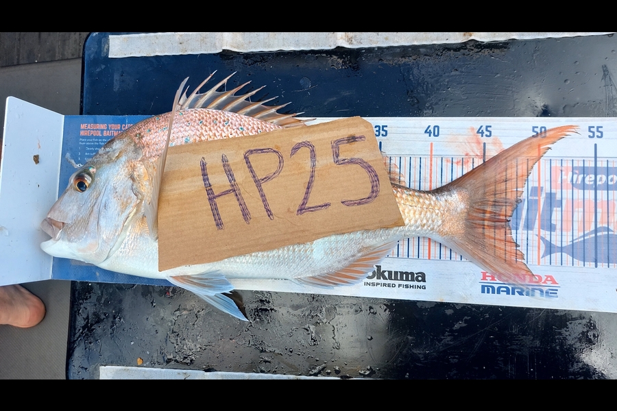 Rachel Lowe caught this 47.5cm Snapper at Auckland during The Export NZ Fishing Competition