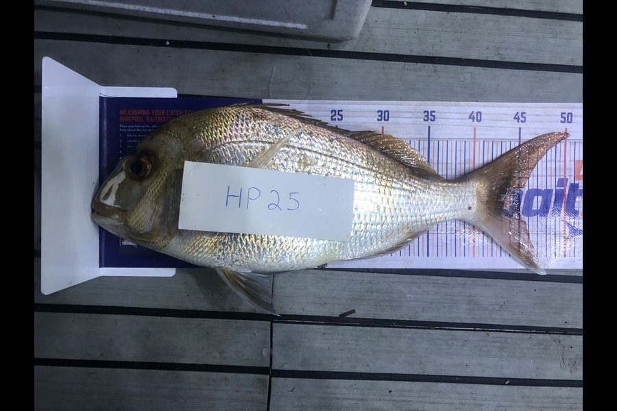Stephanus Greyling caught this 45.0cm Snapper at Bay of Plenty during The Export NZ Fishing Competition