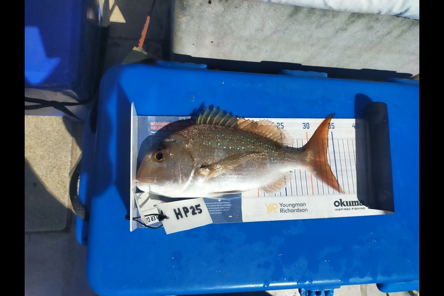 Len Clarke caught this 33.5cm Snapper at Northland during The Export NZ Fishing Competition