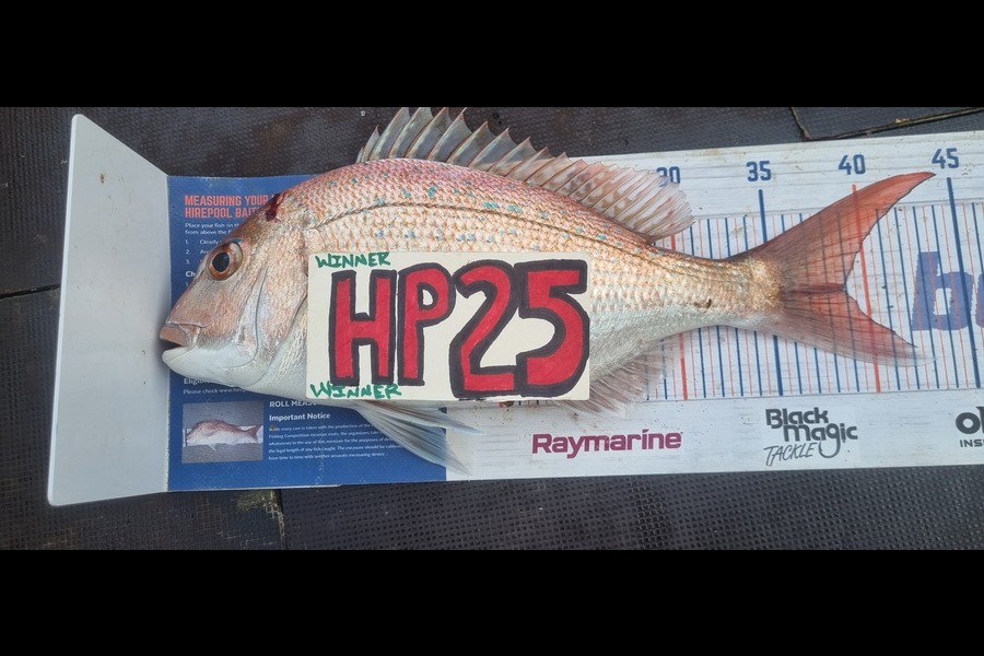 Greg Russell caught this 38.5cm Snapper at Waikato during The Export NZ Fishing Competition