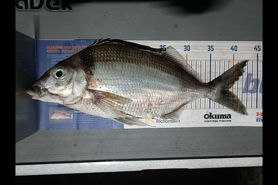 Nathan Lynn Watts caught this 39.0cm Tarakihi at Wellington during The Export NZ Fishing Competition