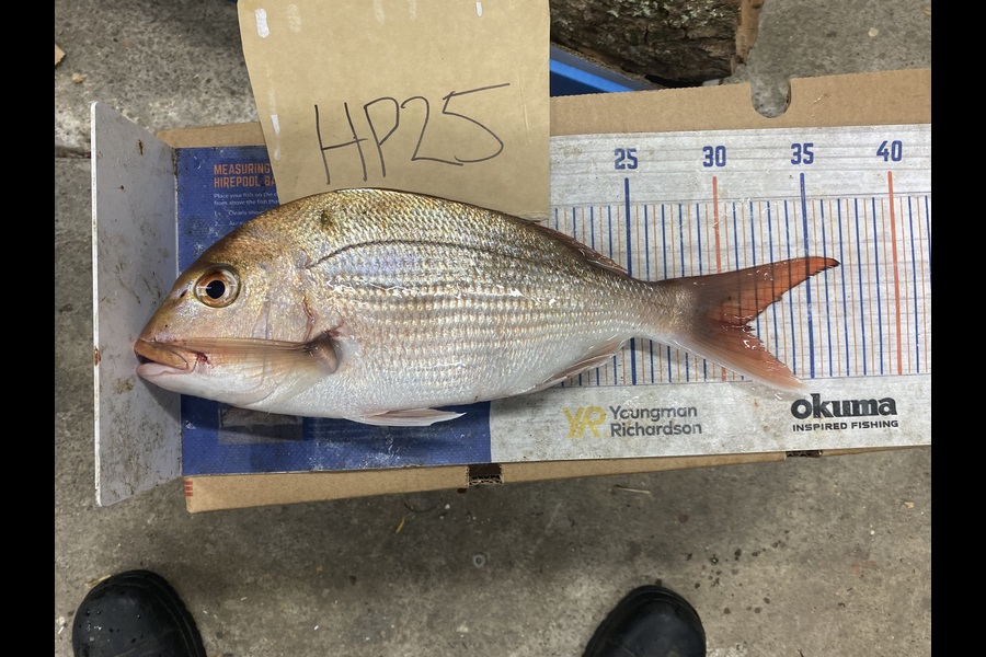 Chris Irving caught this 31.0cm Snapper at Auckland during The Export NZ Fishing Competition