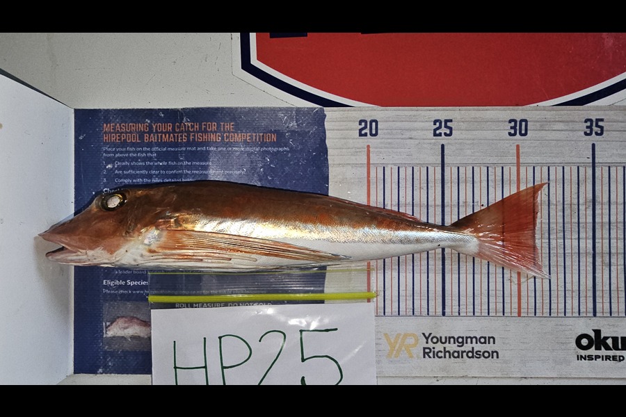 Troy Rae-Royle caught this 30.5cm Gurnard at Auckland during The Export NZ Fishing Competition