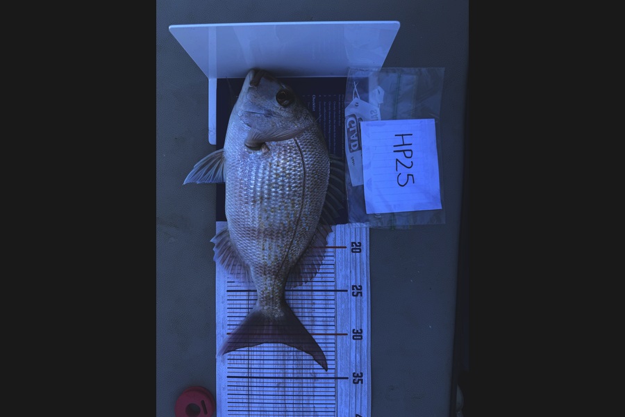 Asher Russell caught this 31.0cm Snapper at Northland during The Export NZ Fishing Competition