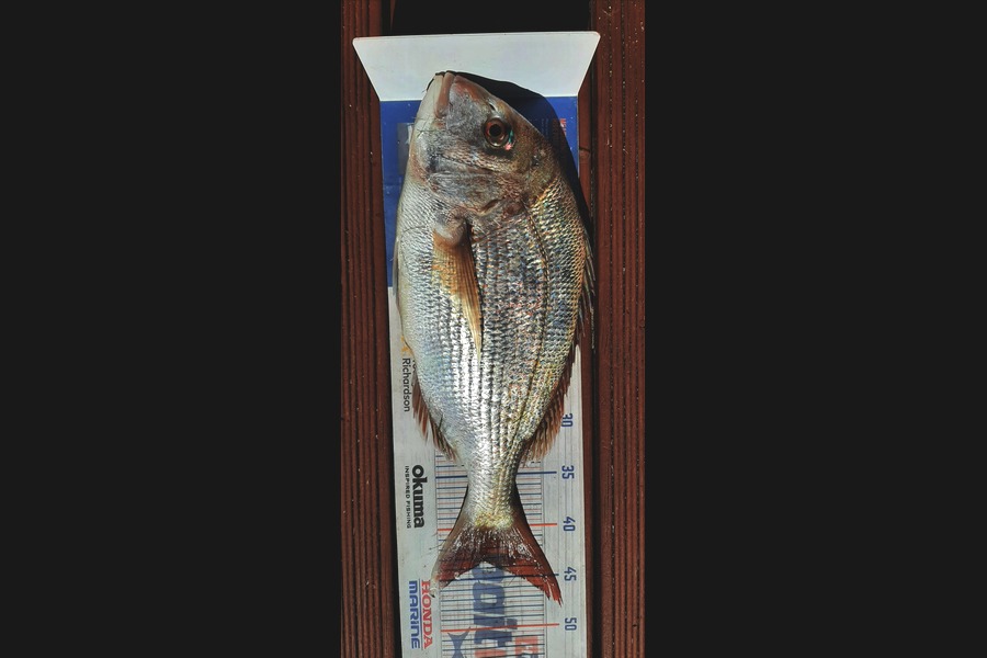 Mark Wickens caught this 43.0cm Snapper at Wellington during The Export NZ Fishing Competition