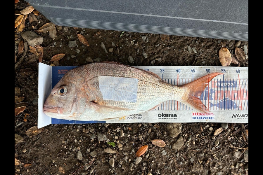 Charles  Peters caught this 47.0cm Snapper at Coromandel during The Export NZ Fishing Competition