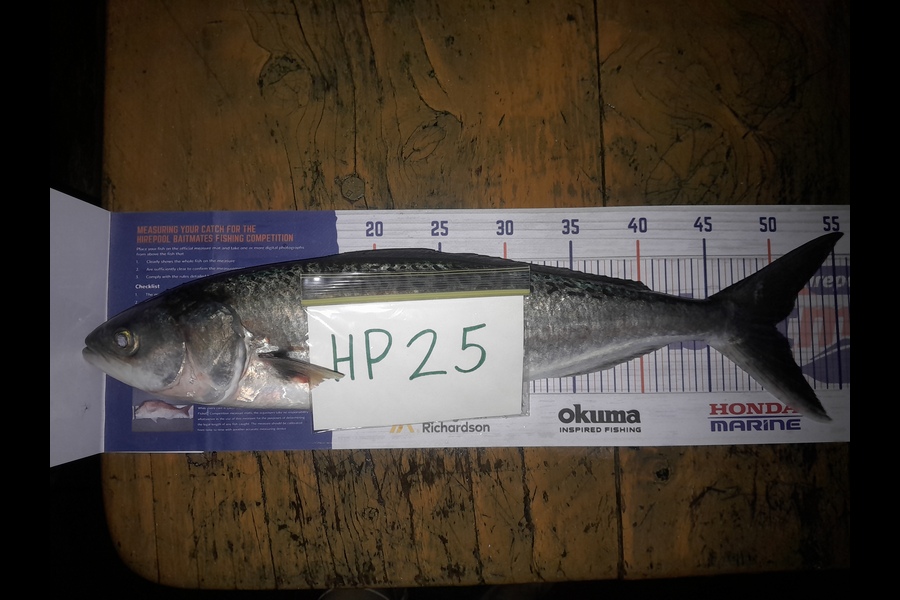 Tahi Woolley caught this 50.0cm Kahawai at Waikato during The Export NZ Fishing Competition