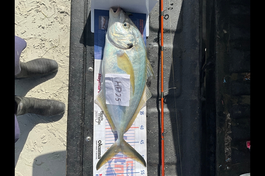 Stephen Heka caught this 48.0cm Trevally at Northland during The Export NZ Fishing Competition