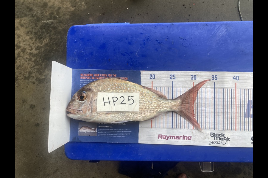 Olivia Jackson caught this 29.5cm Snapper at Northland during The Export NZ Fishing Competition