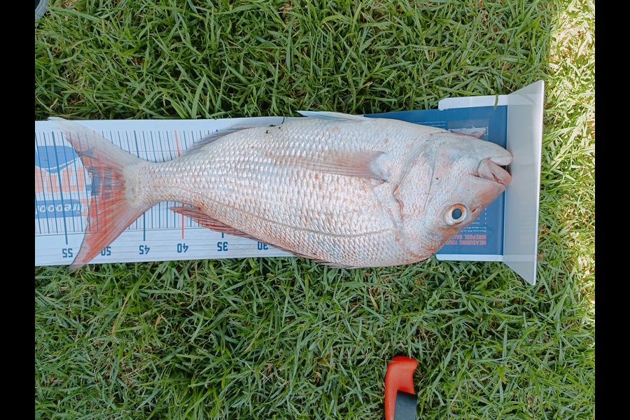 Douglas Hendry caught this 51.0cm Snapper at Coromandel during The Export NZ Fishing Competition