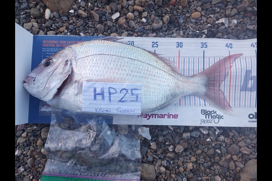 Kevan Gooch caught this 38.0cm Snapper at Wellington during The Export NZ Fishing Competition