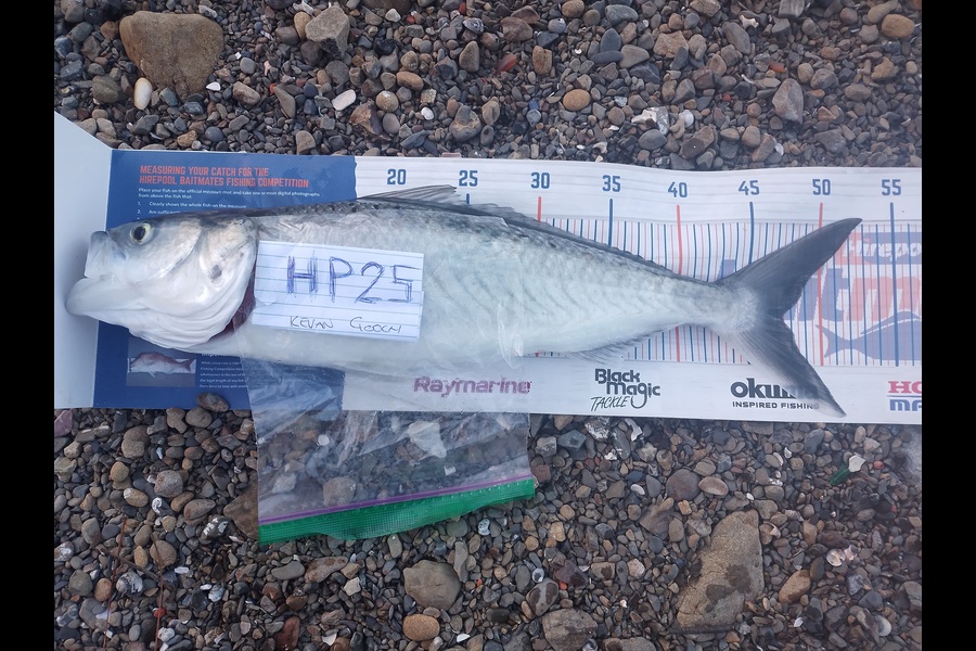 Kevan Gooch caught this 47.0cm Kahawai at Wellington during The Export NZ Fishing Competition