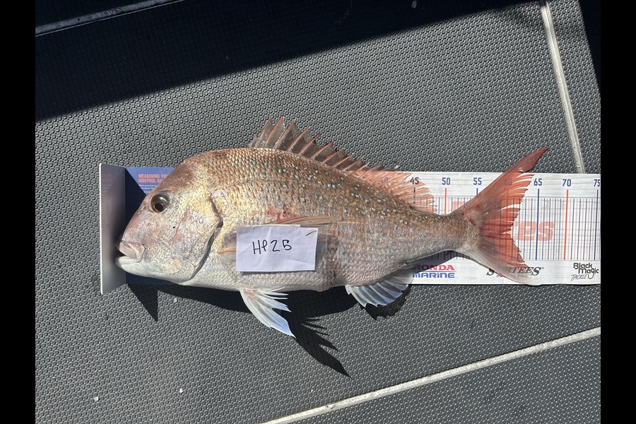 Shaun Kitching caught this 60.5cm Snapper at Northland during The Export NZ Fishing Competition