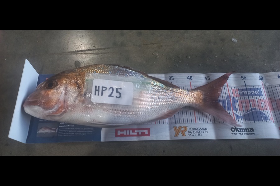 Kerry-Ann  Glover  caught this 46.5cm Snapper at Bay of Plenty during The Export NZ Fishing Competition