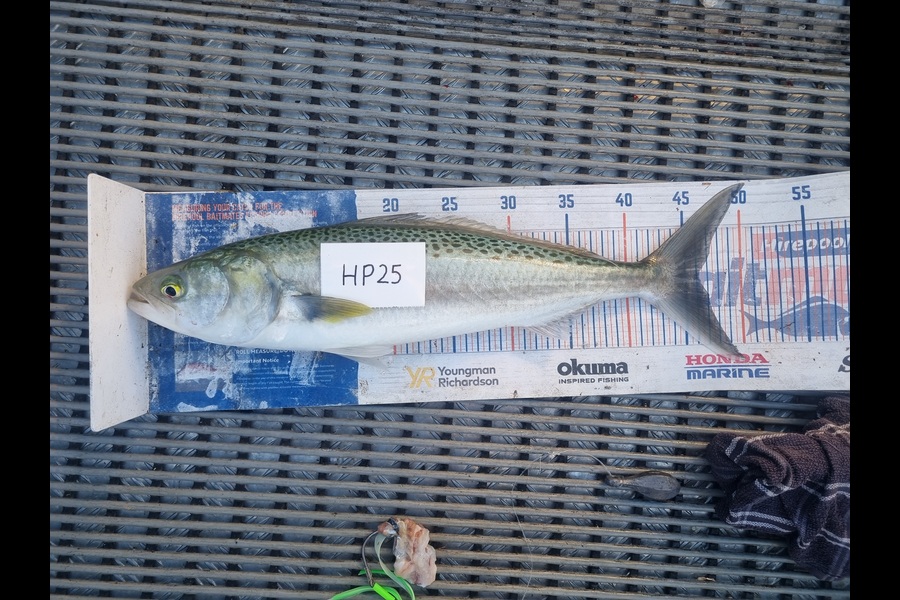 Jayden Emtage caught this 46.0cm Kahawai at Northland during The Export NZ Fishing Competition
