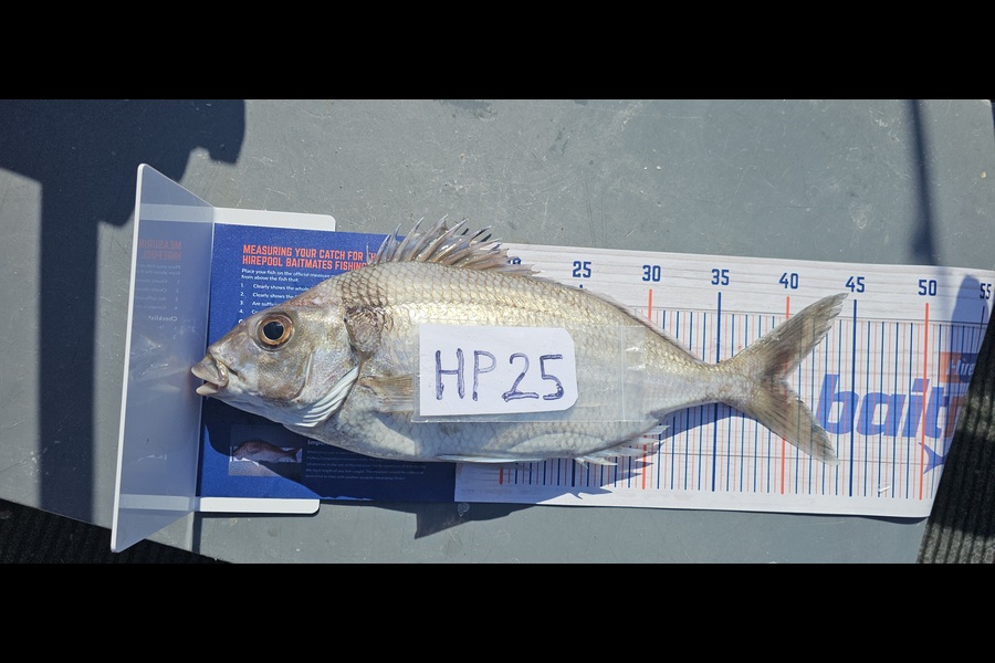 Frank van Vroonhoven caught this 40.0cm Tarakihi at Bay of Plenty during The Export NZ Fishing Competition