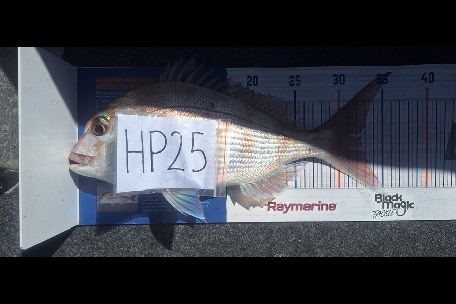 Trevor Hopson caught this 32.5cm Snapper at Bay of Plenty during The Export NZ Fishing Competition