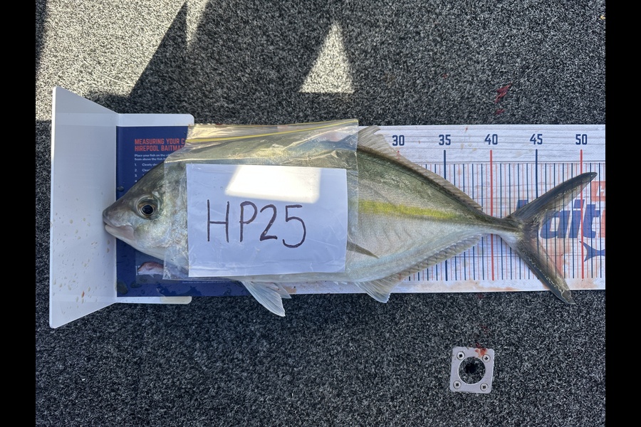 Daniel Armstrong caught this 45.0cm Trevally at Auckland during The Export NZ Fishing Competition