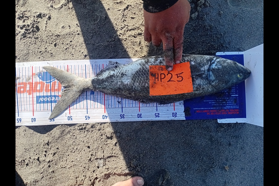 Isaac Graham caught this 51.0cm Kahawai at Manawatu during The Export NZ Fishing Competition