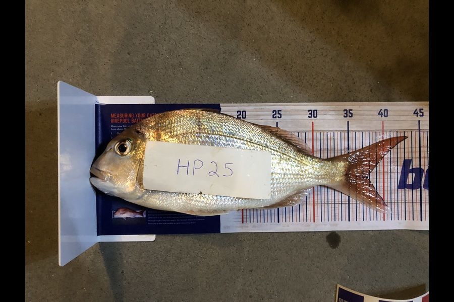 Stephanus Greyling caught this 37.5cm Snapper at Bay of Plenty during The Export NZ Fishing Competition