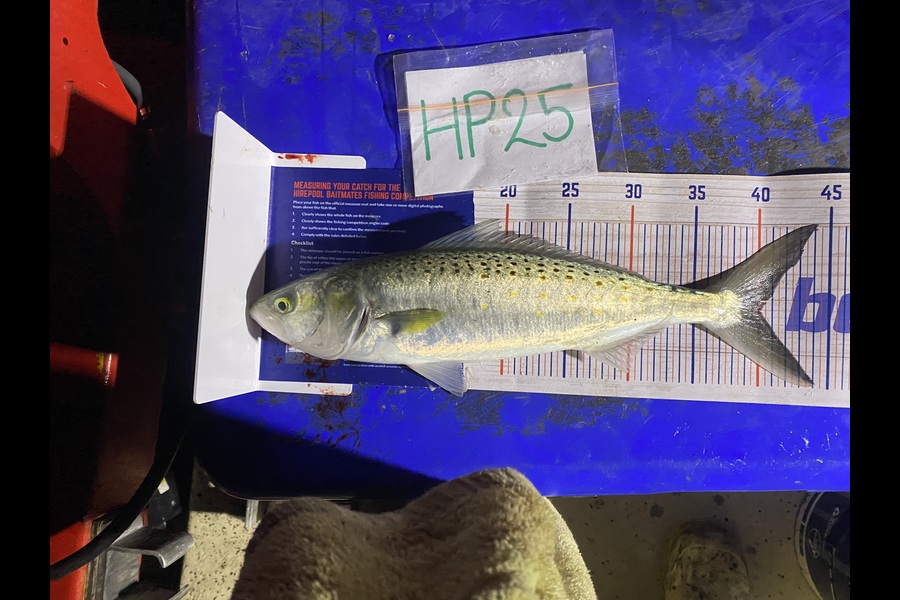 Lyndon Enright caught this 40.0cm Kahawai at Bay of Plenty during The Export NZ Fishing Competition