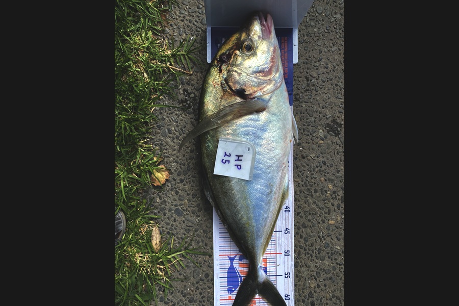 Ken Vinson caught this 59.0cm Trevally at Northland during The Export NZ Fishing Competition