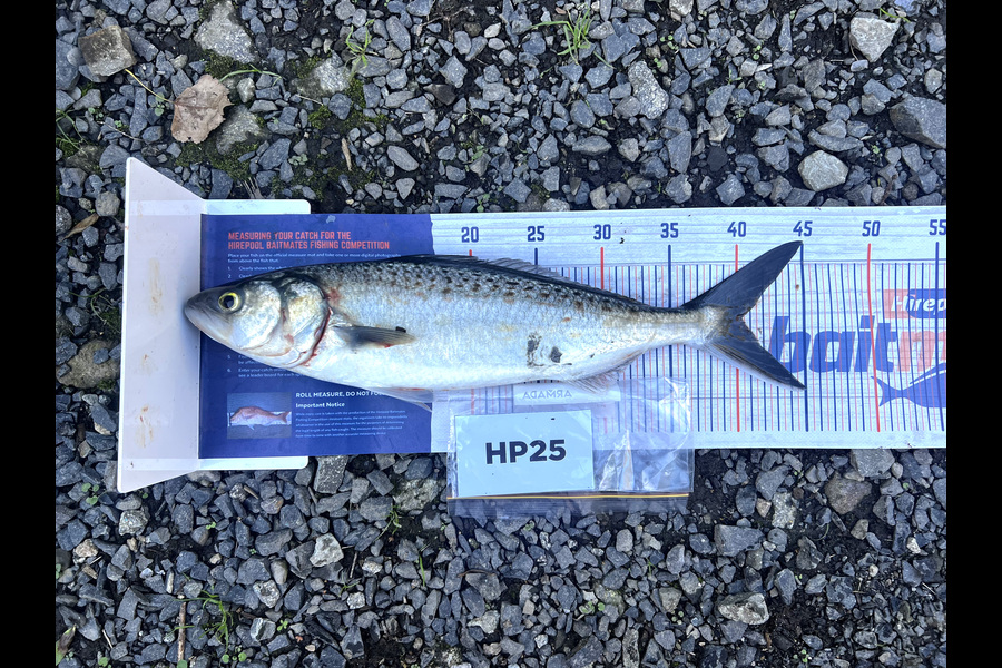 Karl Patterson caught this 40cm Kahawai at Bay of Plenty during The Export NZ Fishing Competition