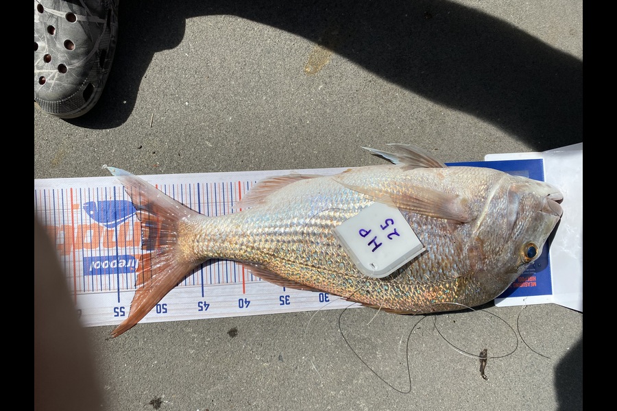 Ken Vinson caught this 52.0cm Snapper at Northland during The Export NZ Fishing Competition