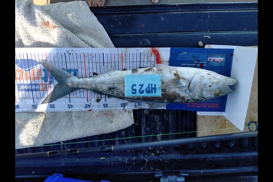 Christian Tewhaiti caught this 47.5cm Kahawai at Hawkes Bay during The Export NZ Fishing Competition